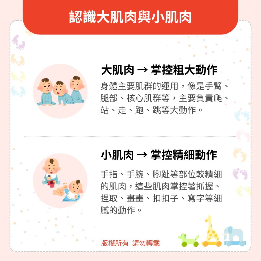 認識大肌肉與小肌肉